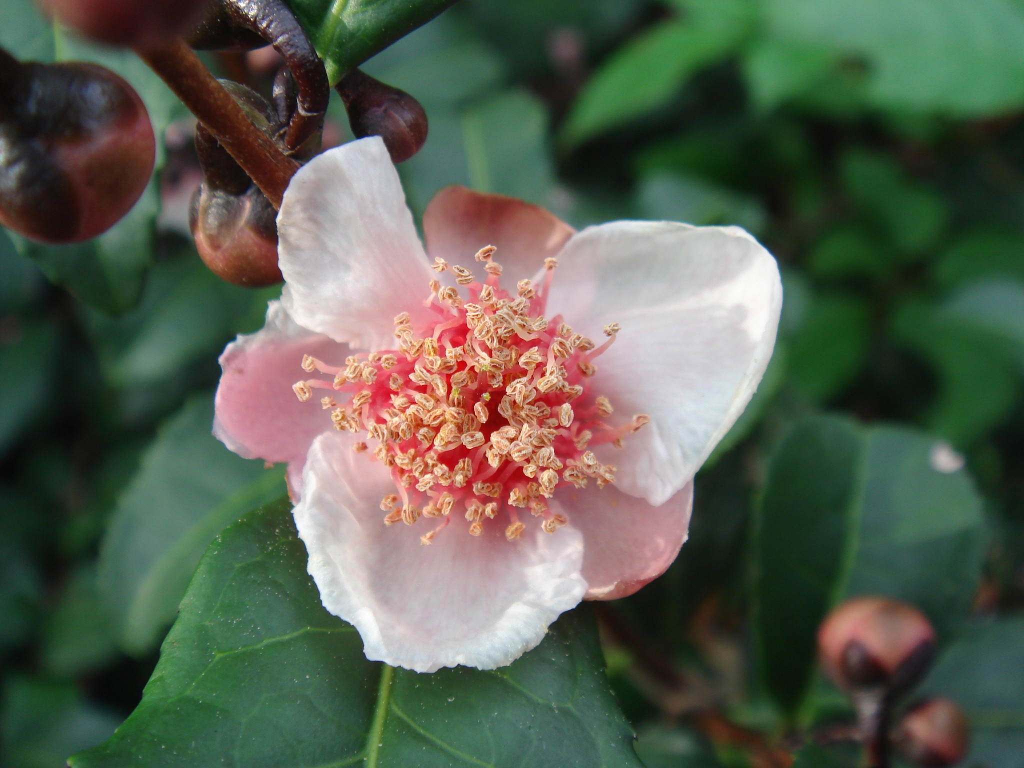 Camellia sinensis (L.) O. Kuntze forma rosea (Makino) Kitamura